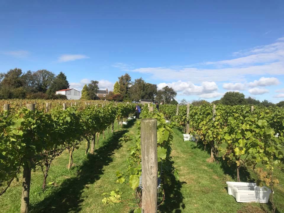 Vineyards | Vineyards of Wales